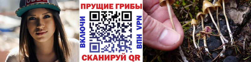 Купить  Алзамай  Псилоцибиновые грибы Cubensis 